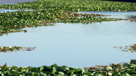 Die-Seerosen-Oder-Der-Weiße-Golf-Sind-Im-Lagoa-Da-Vela,-Der-Teil-Des-Natura-Netzwerks-Ist,-Sehr-Präsent-Und-Einer-Der-Größten-Natürlichen-Seen-Der-Iberischen-Halbinsel