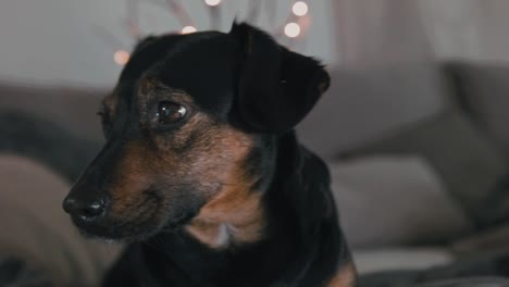 sweet dog sitting on a sofa