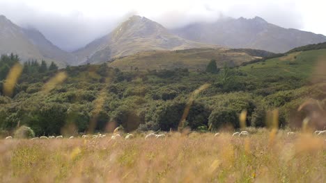 sheep grazing in new zealand meadow