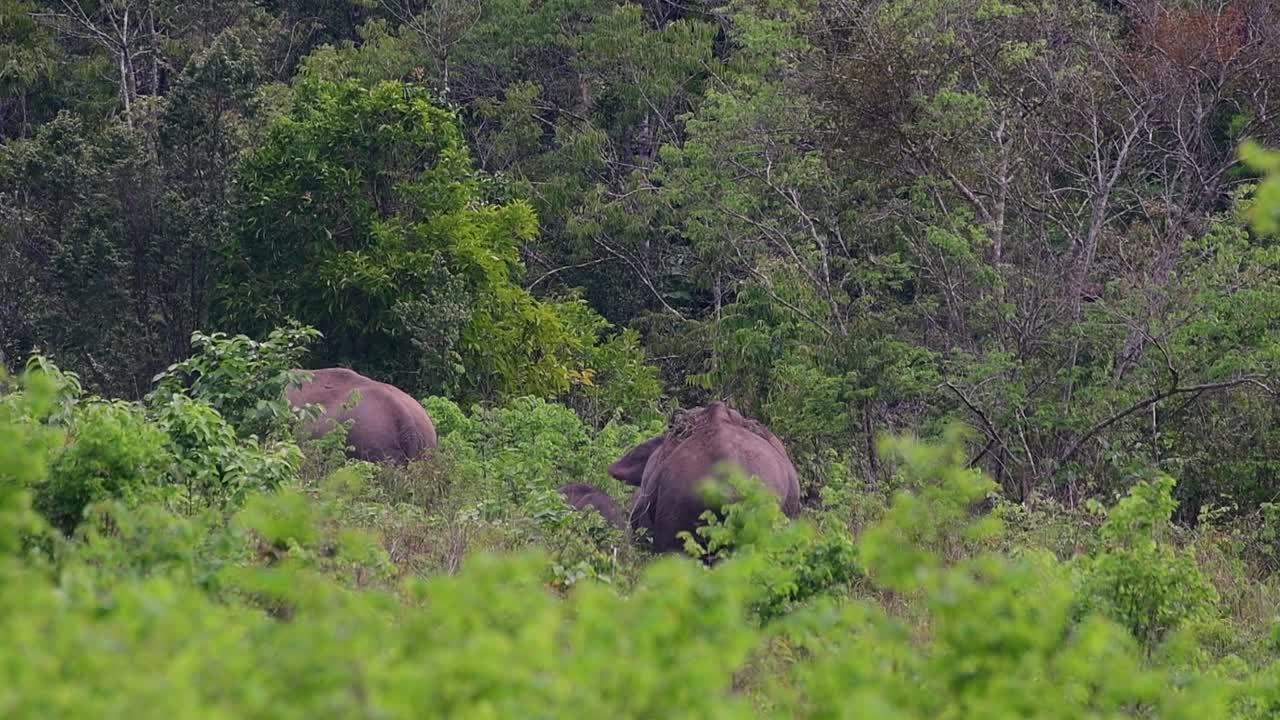 los elefantes asiáticos son especies en peligro de extinción y también son residentes de tailandia