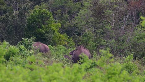 Die-Asiatischen-Elefanten-Sind-Vom-Aussterben-Bedroht-Und-Sie-Sind-Auch-In-Thailand-Beheimatet