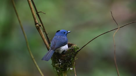 Papamoscas-Azul-De-Nuca-Negra,-Hypothymis-Azurea,-Tailandia