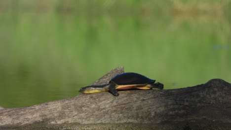 Tortuga--disfrutando-En-El-área-Del-Estanque