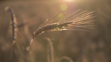 ear of wheat grain with gentle breeze in golden hours sunshine natural organic farming food chain crisis inflation concept