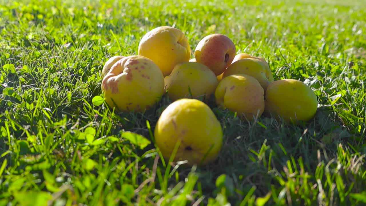 Footage of gathered quince fruits that are surrounded by blades of grass during sunlit day in 4K. Sun shines on lawn and pome fruits highlighting their natural green and golden-yellow color.