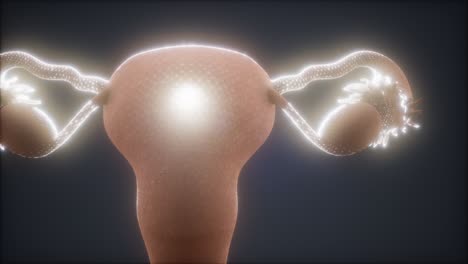 Female-Reproductive-System-Anatomy