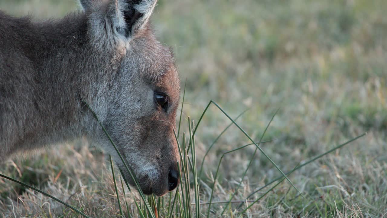 An eastern grey kangaroo feeds on grass in a natural field at dusk, captured in a steady close-up shot with soft, natural lighting