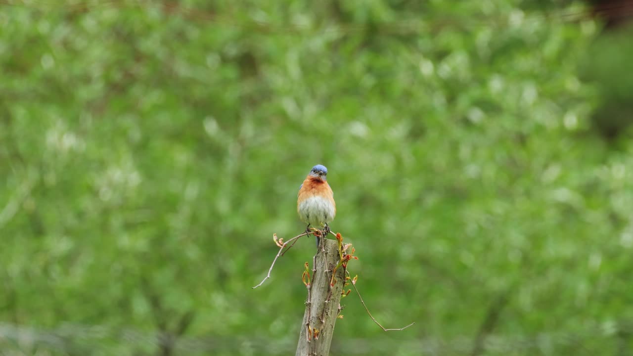 hermoso pájaro azul macho sentado en la parte superior del poste de la valla y mirando alrededor de un primer plano cinematográfico de 4k