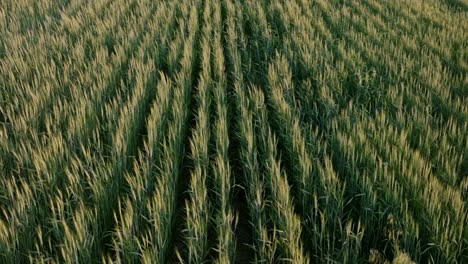 golden light grazes neat rows of wheat swaying gently in the evening breeze.keywords: