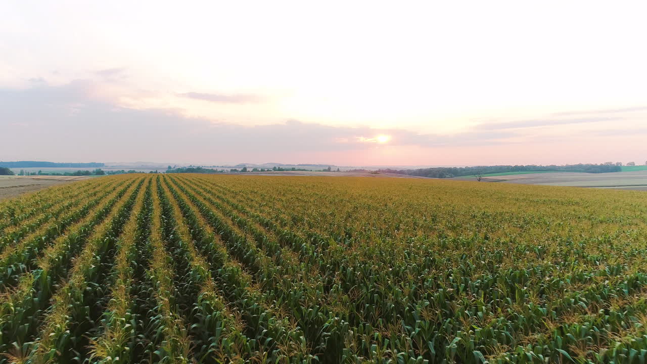 volando sobre la agricultura de campo de maíz