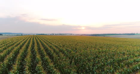 Fliegen-über-Maisfeld-Landwirtschaft