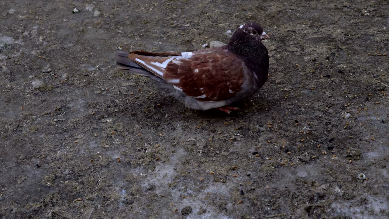 las palomas hermosas caminan por la tierra. la gente alimenta a las palomas con grano. las palomas pican semillas incluso de las manos de la gente. videografía en primer plano.