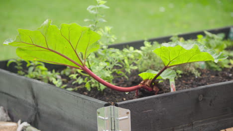 growing organic rhubarb in a garden bed