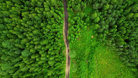 Drone-tops-down-green-treetops-pine-forest-with-a-narrow-river-cutting-between