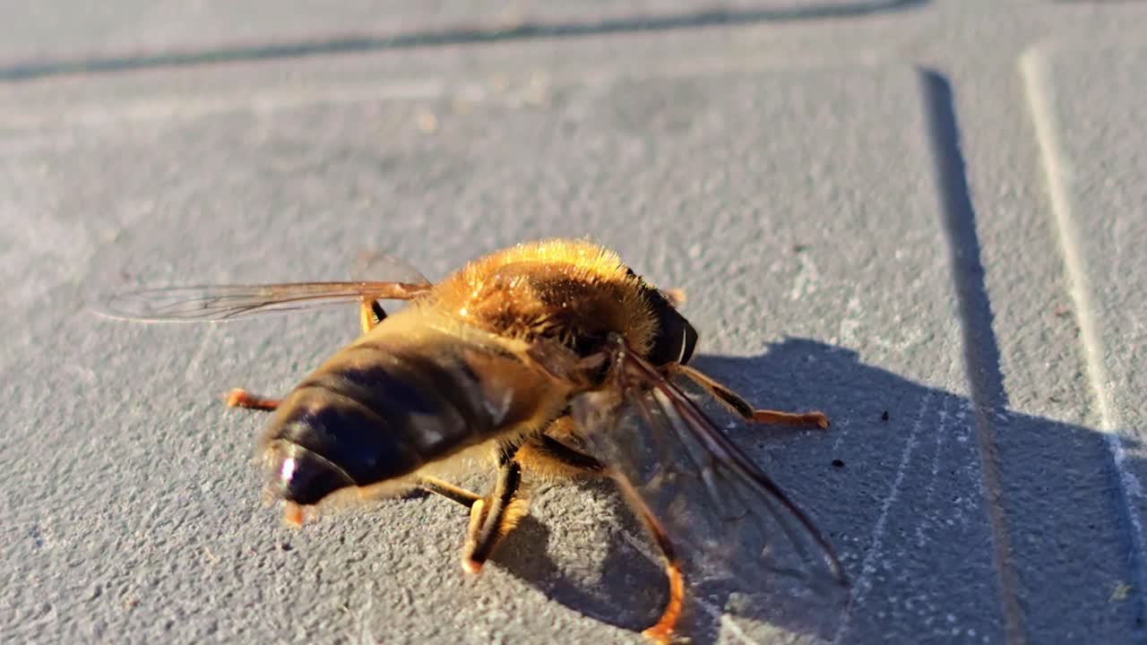 Toma macro de una abeja melífera limpiándose el abdomen bajo la cálida luz del sol.