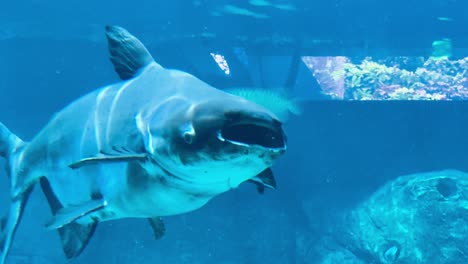 Toothless-Mekong-Giant-Catfish-Swimming-in-the-Aquarium-Tank-Close-Up