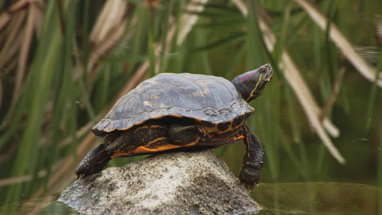 Turtle getting sun on stone in pond, water tension