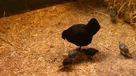 Hen-and-chicks-in-the-barn-4k