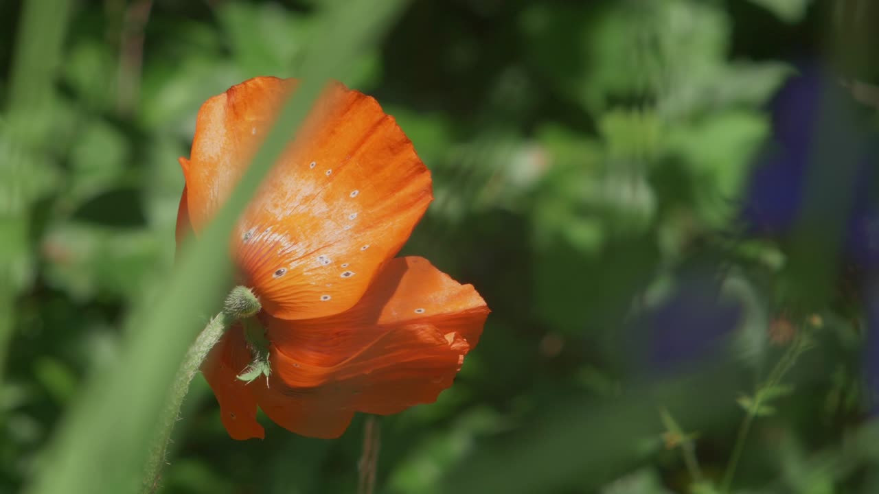 Papavero arancione illuminato dal sole che ondeggia al rallentatore nel giardino.