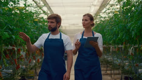 una pareja de empresarios inspecciona una plantación de hortalizas utilizando una tableta en el invernadero