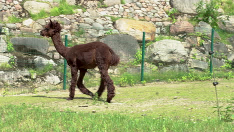 棕色拉瑪在草地上走在動物園