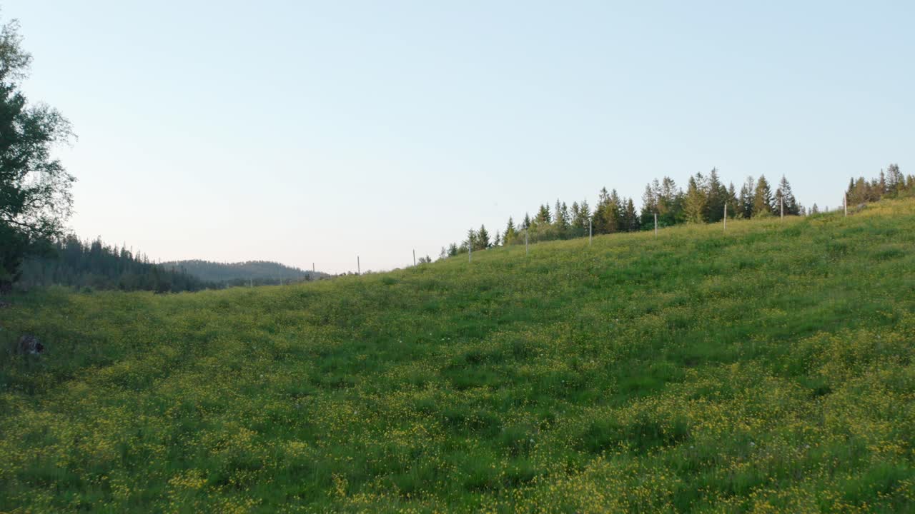 시골 의 경사 한 언덕 에 있는 상록색 초원