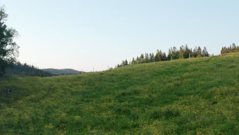 evergreen meadows on sloping hills at the countryside