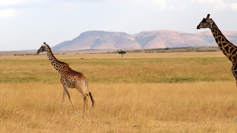 una jirafa caminando por la sabana en masai mara, kenia - toma amplia