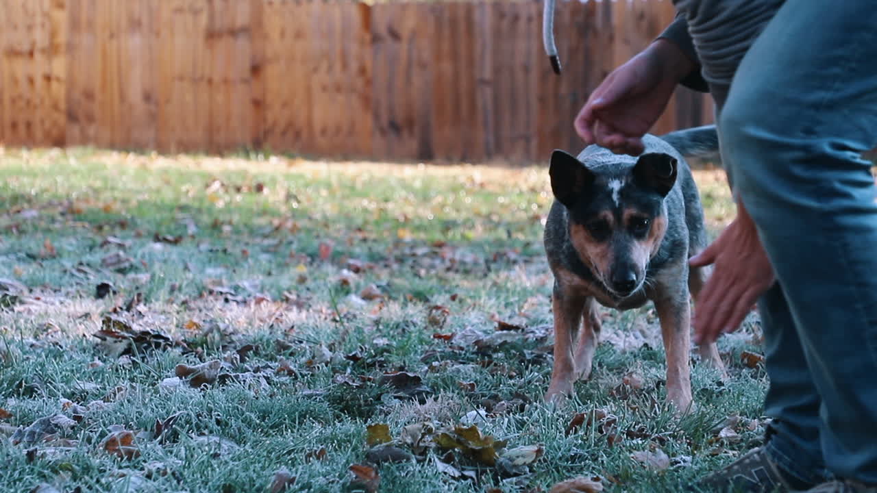 아침 서리 동안 파란색 힐러 개와 함께 가져오기를 노는 남자