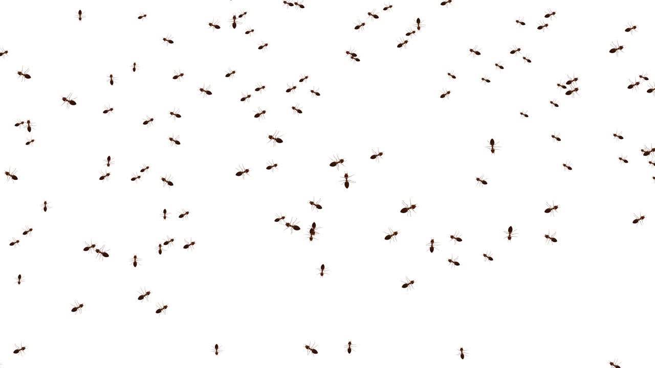 Many Ants