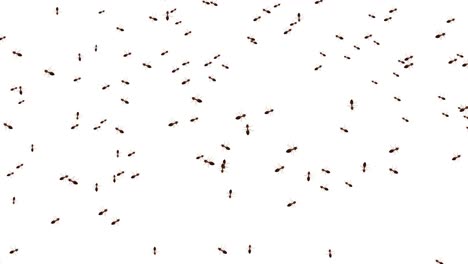 many ants