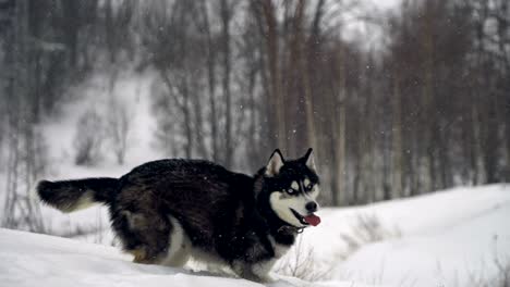 husky playing in the snow