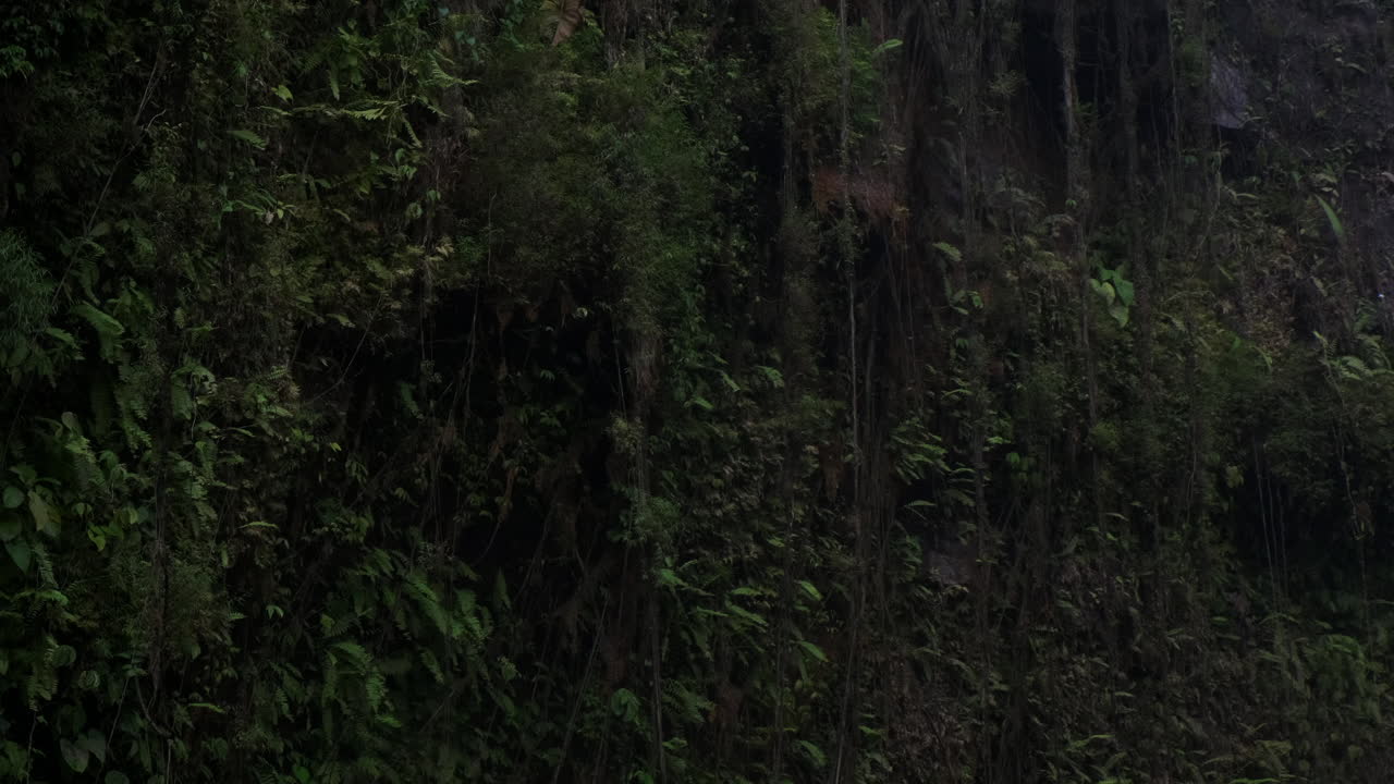 pared de bosque oscuro y exuberante