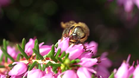 Foto-Macro-De-Abeja-Feliz-Recogiendo-Polen-De-Flor-Rosa-Durante-La-Luz-Del-Sol-En-El-Desierto