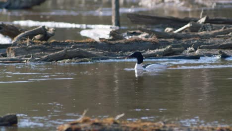 Gewöhnliches-Sägermännchen,-Das-Im-Fluss-Schwimmt-Und-Taucht