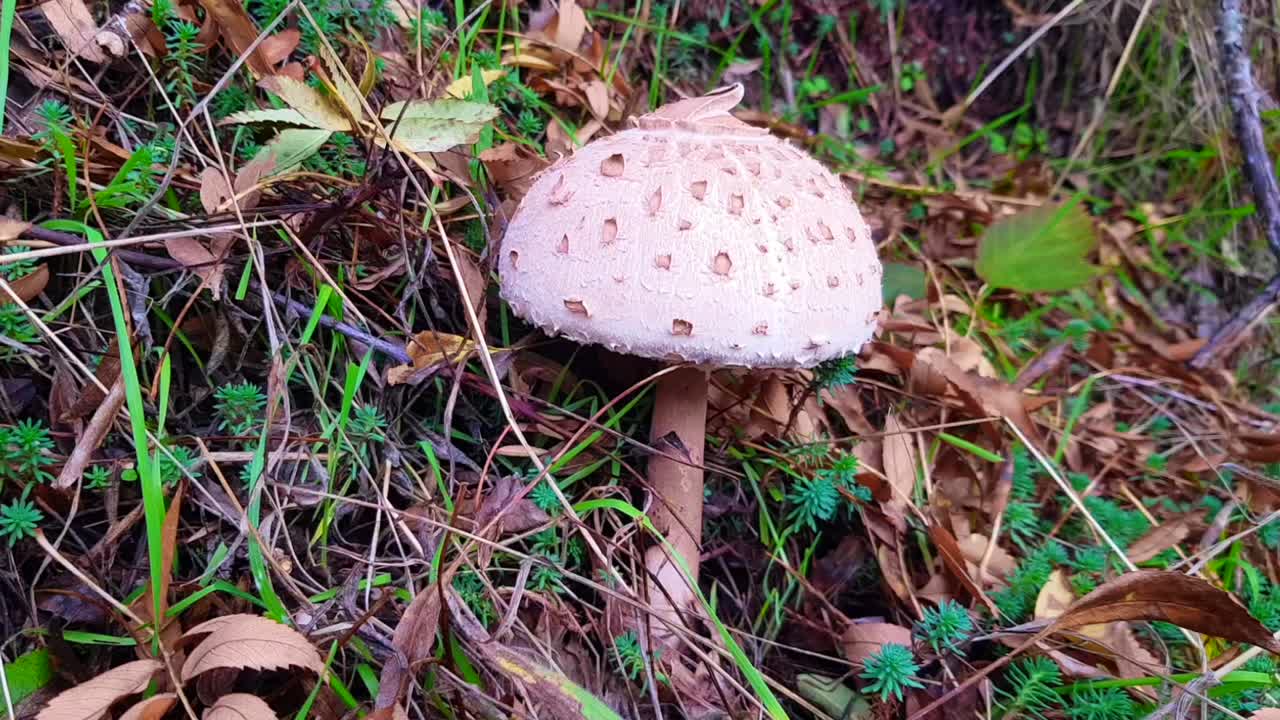 A detailed close-up of a Parasol mushroom (Macrolepiota procera) surrounded by autumn leaves in the forests of Gredos, Spain.