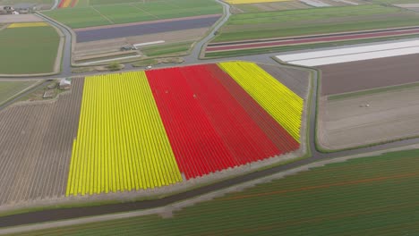 red and yellow strong colorful tulips blossoming in fields of lisse netherlands, aerial dolly