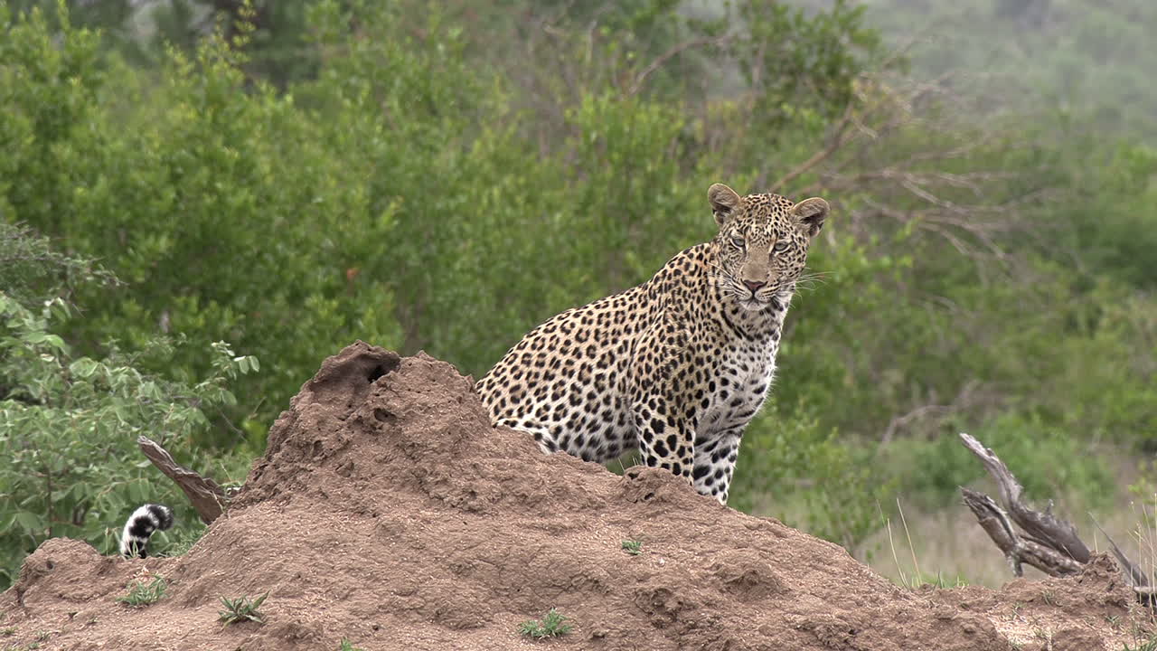 vista lateral cercana del leopardo inspeccionando los alrededores por un montículo de tierra