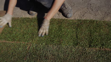 a group of workers lay a rolled lawn. landscaping of the house.