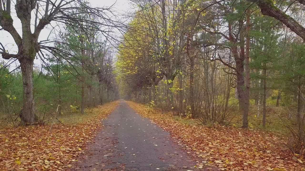 Establishing view of the autumn linden tree alley, leafless trees, empty pathway, yellow leaves of a linden tree on the ground, idyllic nature scene of leaf fall, wide drone shot moving forward