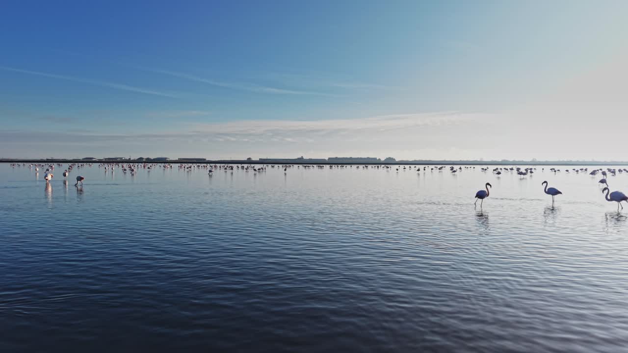 Flamingos gather in a large group along the water's edge in the wild