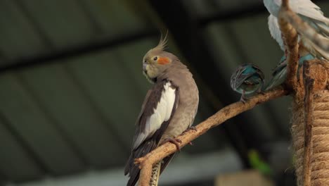 Cockatiel,-a-small-parrot-endemic-to-Australia