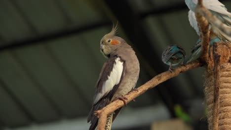 cocatiel, un pequeño loro endémico de australia