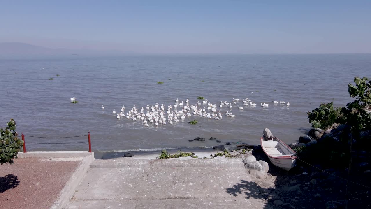 Pelicans living, flying and swimming at the small town of Petatan ,Mexico by the Chapala lake