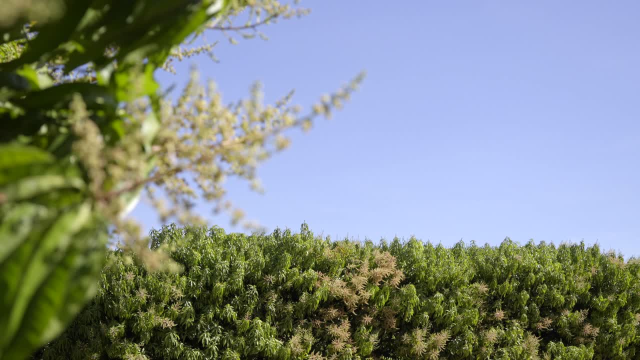 농장의 망고 나무에 망고 나무 꽃