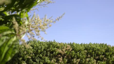 Flores-De-árbol-De-Mango-En-Un-árbol-De-Mango-En-Una-Granja