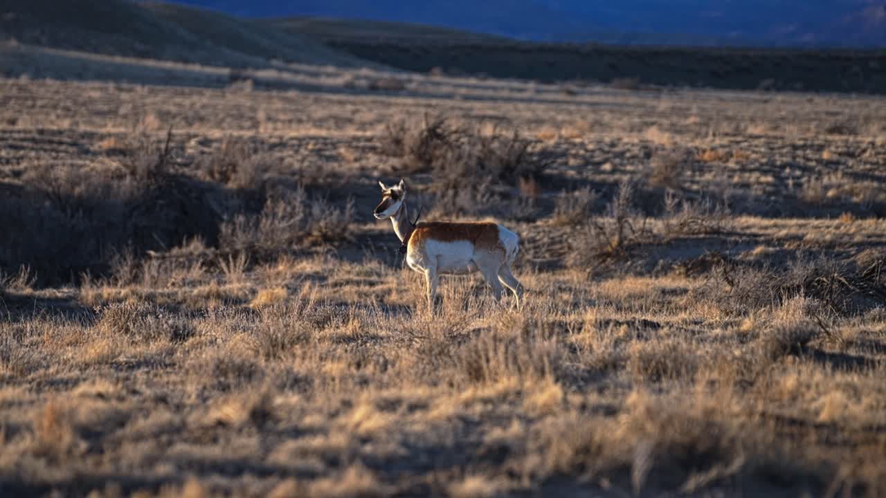 Slow motion telephoto static full body of a pronghorn antelope standing in scrubland fields near Moab at sunset