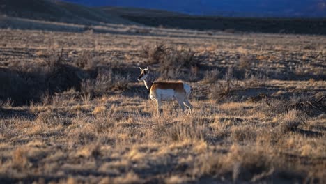 slow motion telephoto static full body of a pronghorn antelope standing in scrubland fields near moab at sunset