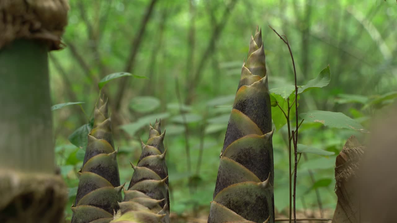 al comienzo del monzón, nuevos árboles de bambú están creciendo en el bosque