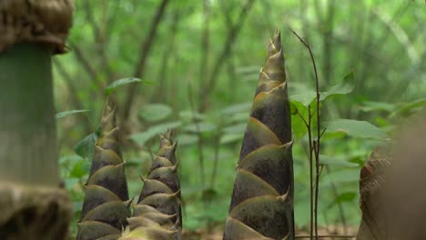 Al-Comienzo-Del-Monzón,-Crecen-Nuevos-árboles-De-Bambú-En-El-Bosque